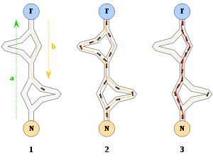 مسیر یابی در شبکه  با استفاده از الگوریتم مورچگان